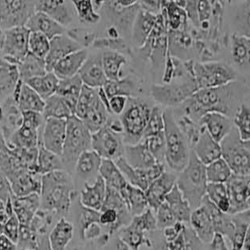 Mouse Hepatocytes (7)